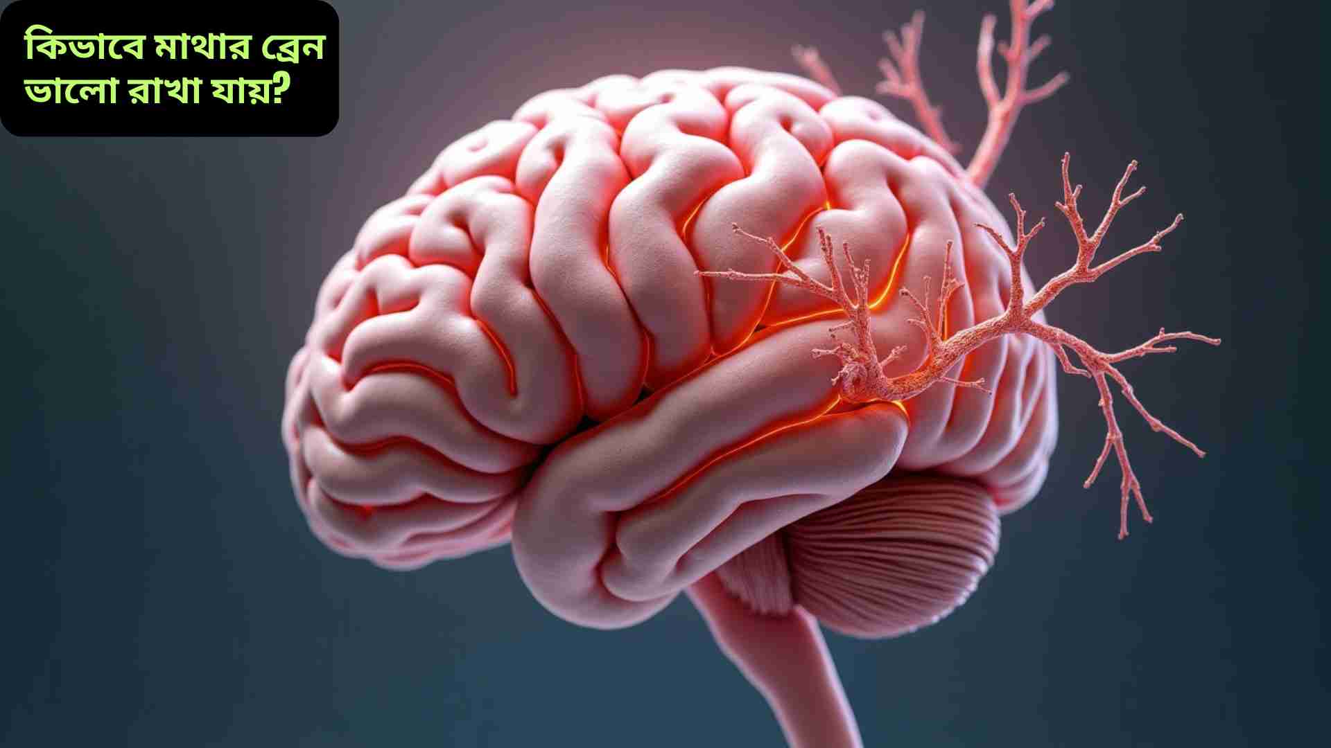 বাংলা ভাষায় লেখা একটি তথ্যবহুল আর্টিকেল যা “কিভাবে মাথার ব্রেন ভালো রাখা যায়” এই বিষয়টি সহজ ও সাবলীল ভাষায় বর্ণনা করে। এতে মস্তিষ্কের কার্যকারিতা বাড়ানোর জন্য স্বাস্থ্যকর খাদ্যাভাস, পর্যাপ্ত ঘুম, নিয়মিত ব্যায়াম, মানসিক চাপ থেকে মুক্ত থাকার উপায় এবং মস্তিষ্কের ব্যায়ামের গুরুত্ব তুলে ধরা হয়েছে।