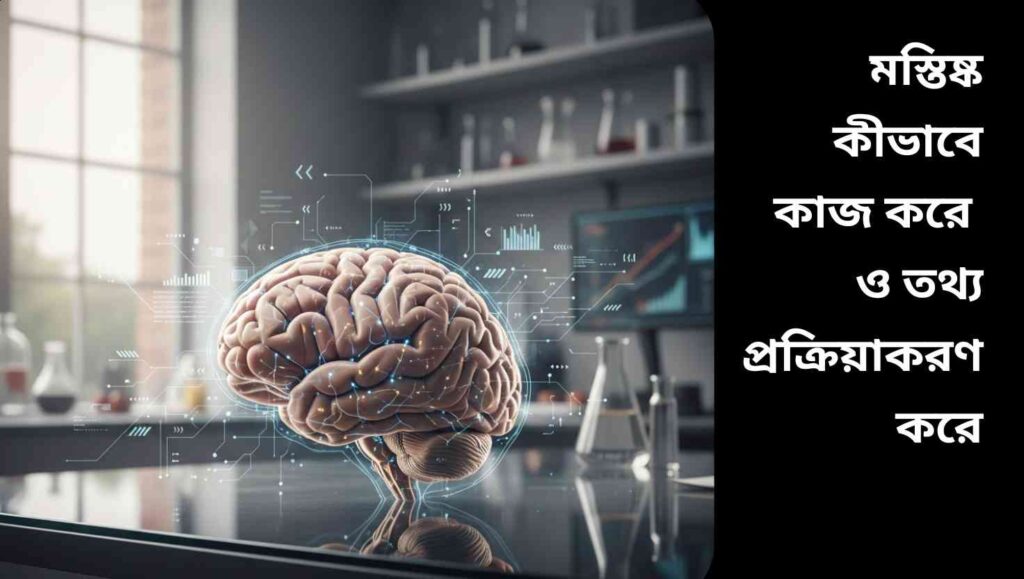 "মানব মস্তিষ্কের বাস্তব দৃশ্য, যেখানে নিউরনের সংযোগ এবং তথ্য প্রক্রিয়াকরণের চিহ্ন দেখানো হয়েছে।"