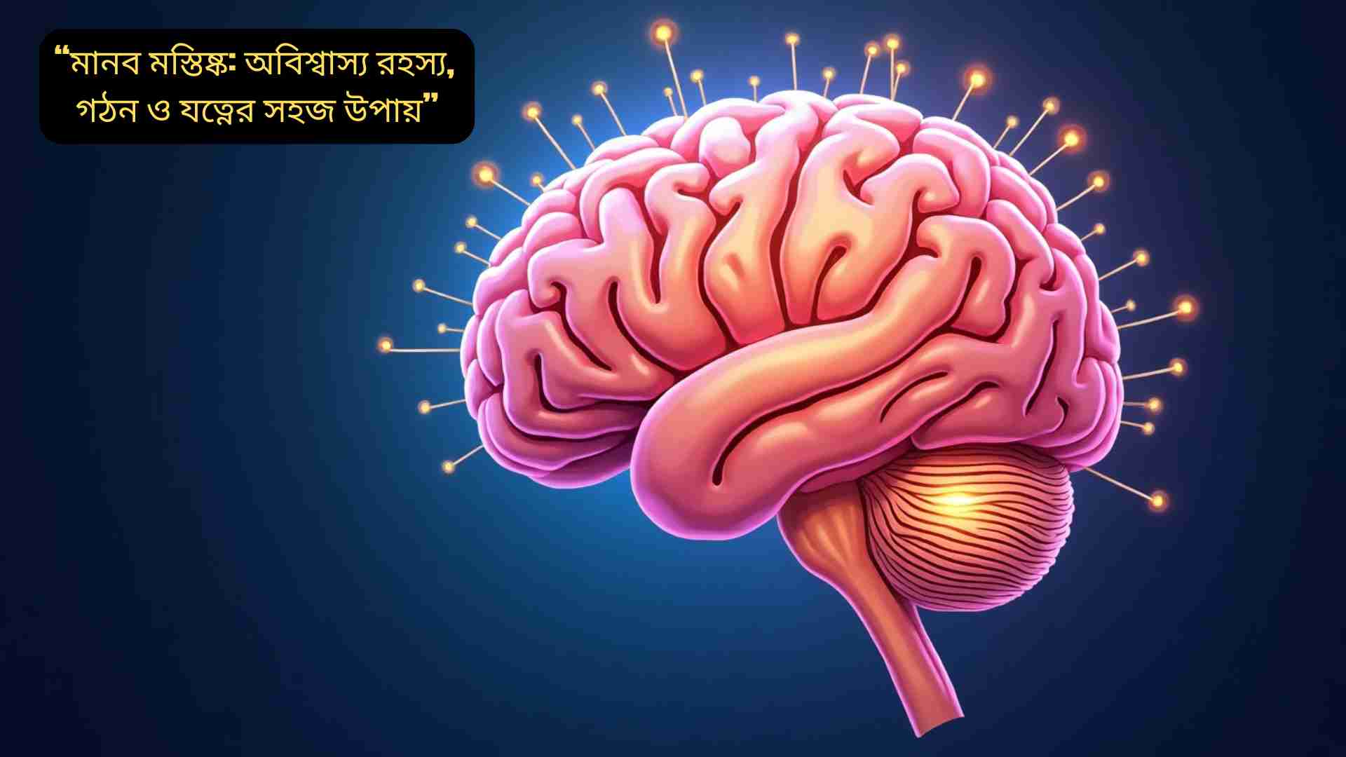 “মানব মস্তিষ্কের গঠন ও কার্যপ্রণালী নিয়ে তথ্যপূর্ণ ব্লগ আর্টিকেল”