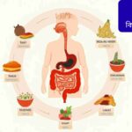 "Human digestive system illustrated as a clock showing morning, noon, evening, and night with food icons for breakfast, lunch, and light dinner, educational and child-friendly."