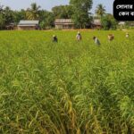 বাংলাদেশের উর্বর মাঠে লম্বা সবুজ পাটের গাছ, যেগুলি সূর্যের আলোয় সোনার মতো দীপ্তিময় দেখাচ্ছে।