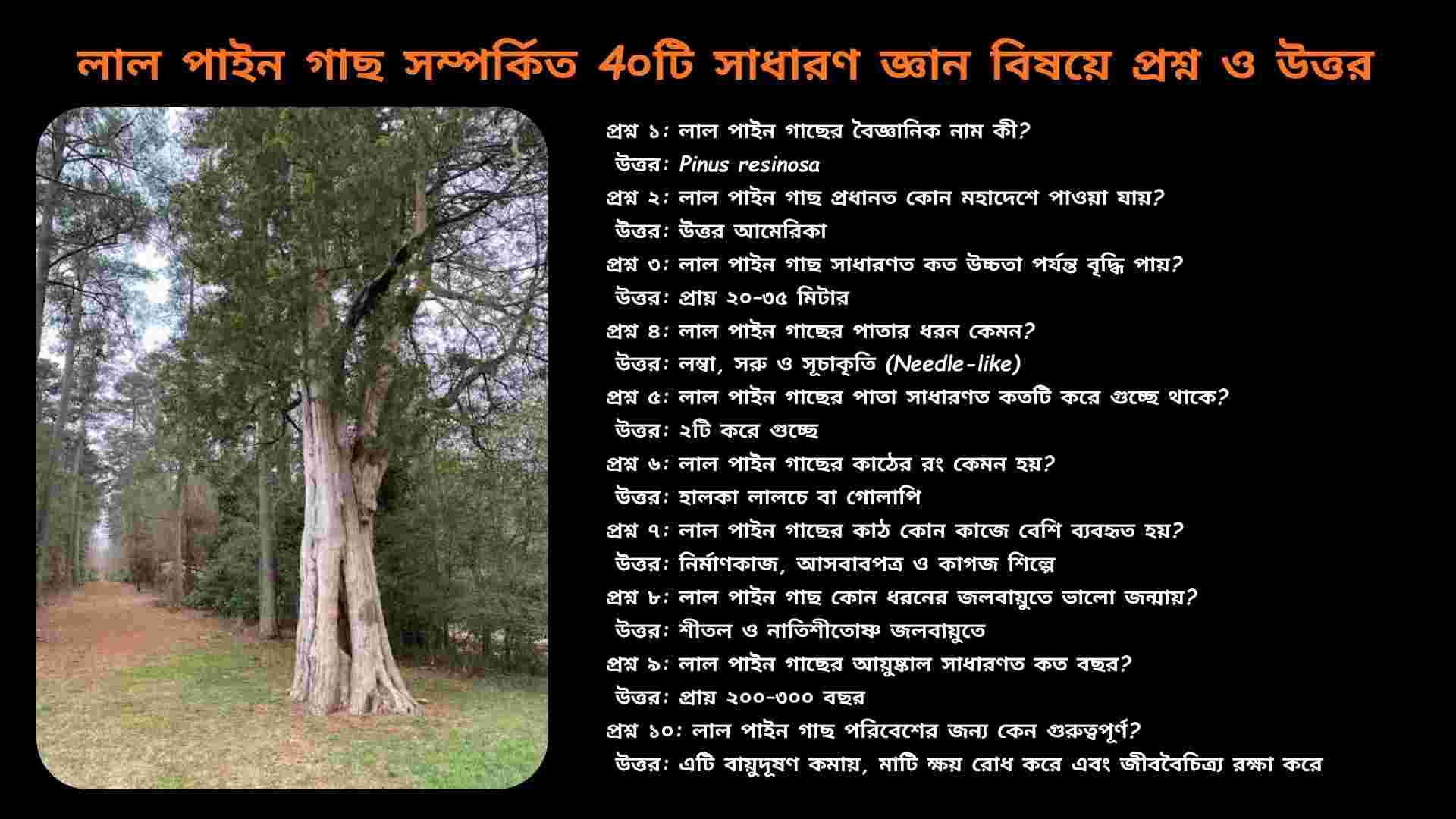 উত্তর আমেরিকার বনাঞ্চলে জন্মানো পূর্বাঞ্চলীয় রেডসেডার (Juniperus virginiana) গাছের সবুজ সূচাকৃতি পাতা, নীলচে ফল এবং লালচে-বাদামি কাণ্ডের স্পষ্ট ছবি