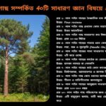 Red Pine Tree (Pinus resinosa) এর লম্বা সোজা কাণ্ড, লালচে-বাদামি বাকল ও সূচাকৃতি সবুজ পাতাসহ বনাঞ্চলে দাঁড়িয়ে থাকা একটি পূর্ণবয়স্ক গাছের ছবি।