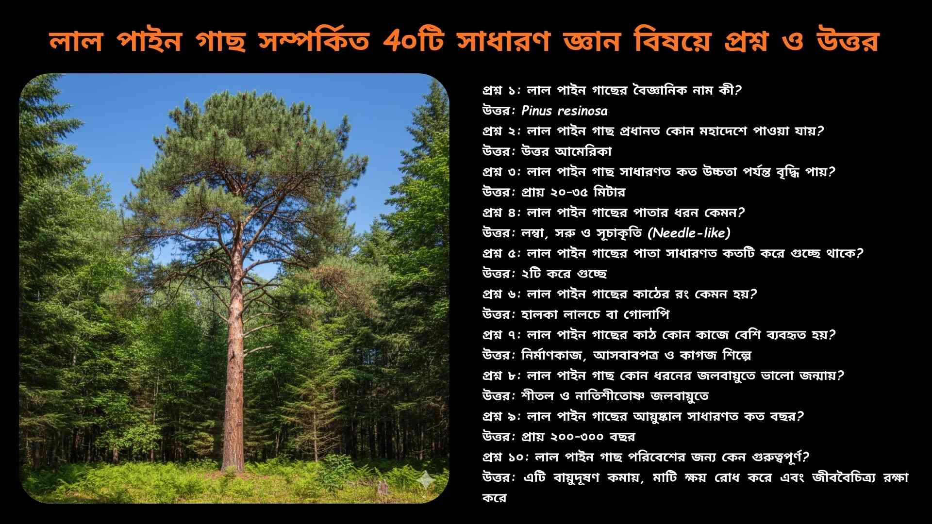 Red Pine Tree (Pinus resinosa) এর লম্বা সোজা কাণ্ড, লালচে-বাদামি বাকল ও সূচাকৃতি সবুজ পাতাসহ বনাঞ্চলে দাঁড়িয়ে থাকা একটি পূর্ণবয়স্ক গাছের ছবি।