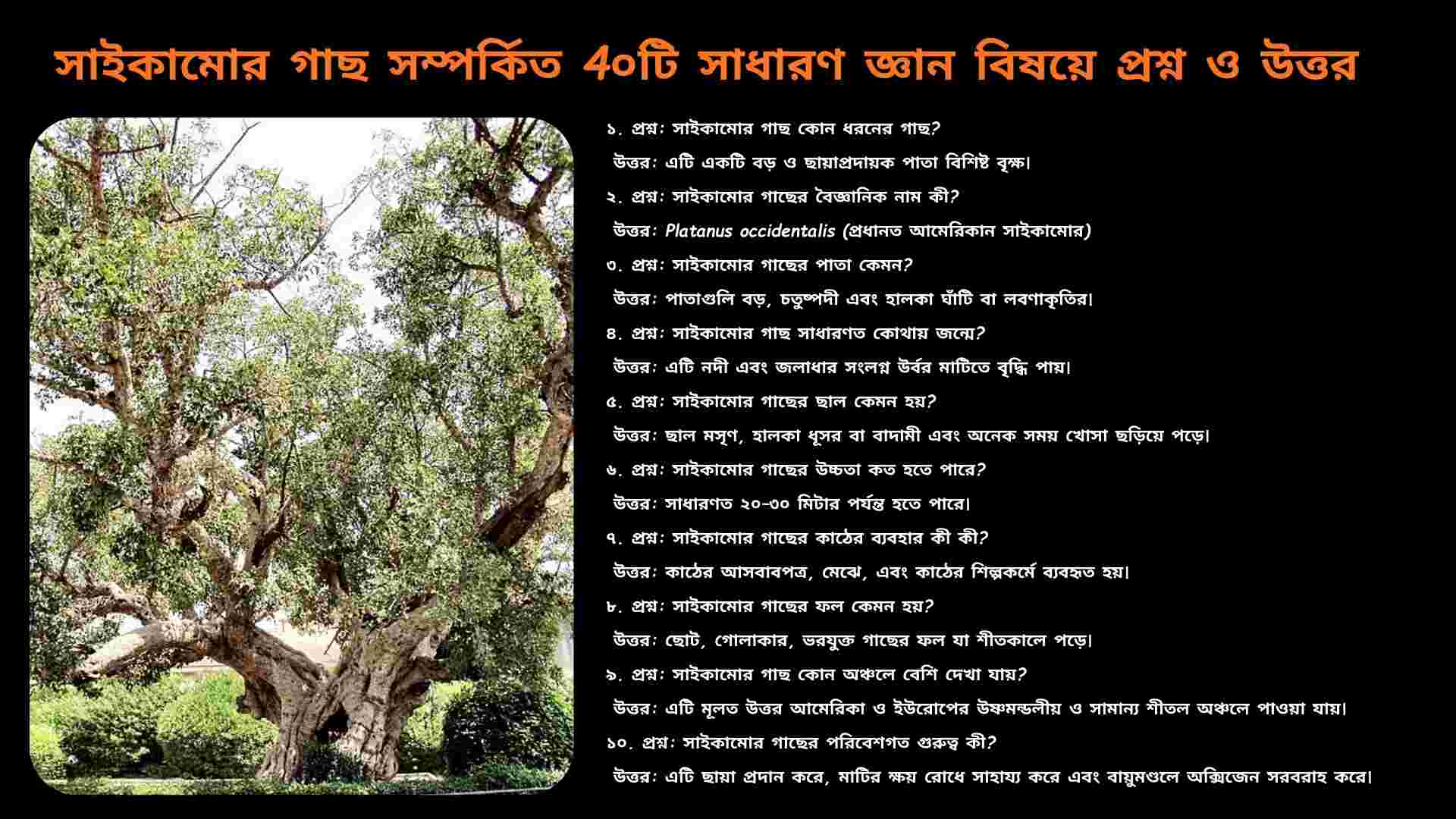 সাইকামোর গাছের একটি বড়, ছায়াপ্রদারক বৃক্ষ, যার ডালপালা ছড়ানো এবং লম্বা, বড় পাতা রয়েছে, সূক্ষ্ম সবুজ রঙের পটভূমিতে।