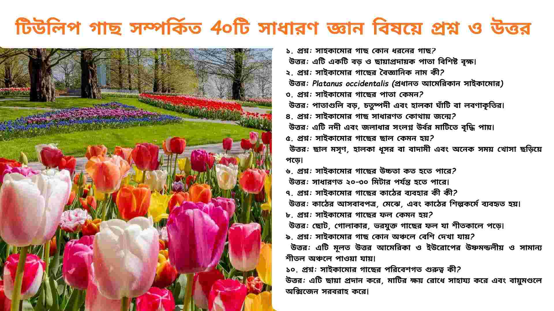 A vibrant Tulip tree with colorful blossoms and lush green leaves, representing Tulip tree general knowledge and facts in Bengali.