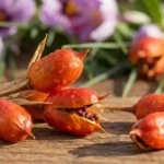 জাফরান ফল এবং সাধারণ জ্ঞানমূলক প্রশ্নোত্তরের বই বা কন্টেন্টের চিত্র