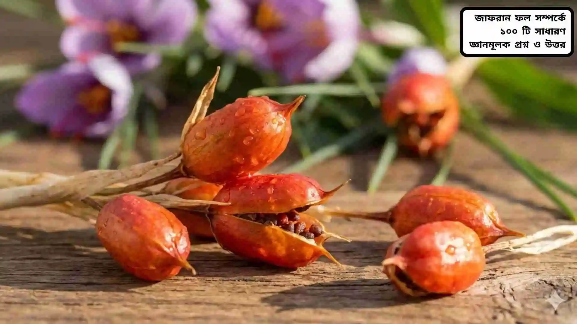 জাফরান ফল এবং সাধারণ জ্ঞানমূলক প্রশ্নোত্তরের বই বা কন্টেন্টের চিত্র