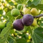 ডুমুর ফল এবং সম্পর্কিত সাধারণ জ্ঞানমূলক প্রশ্ন ও উত্তর দেখানো একটি শিক্ষামূলক ছবি।