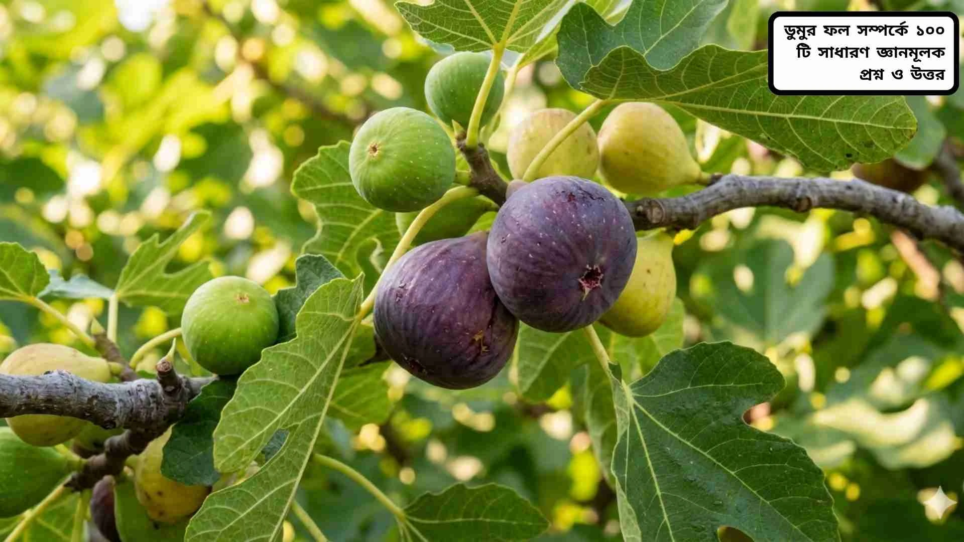 ডুমুর ফল এবং সম্পর্কিত সাধারণ জ্ঞানমূলক প্রশ্ন ও উত্তর দেখানো একটি শিক্ষামূলক ছবি।